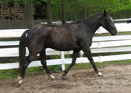 A Horse Called Blue