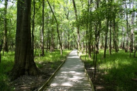 Congaree Swamp National Forest