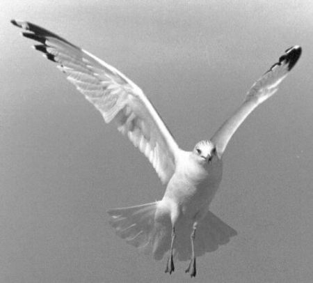 Flying Gull