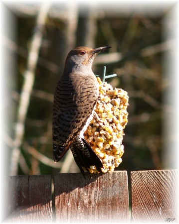 Northern Flicker Woodecker