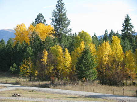 Fall in Idaho