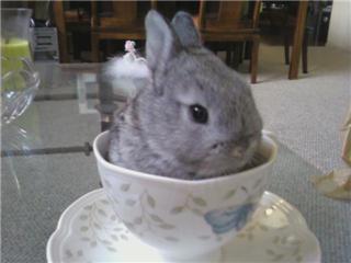 Our teacup BunBun