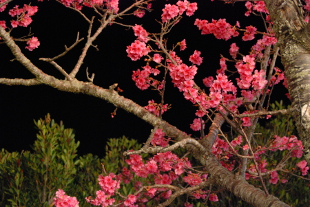 nago at night (62)