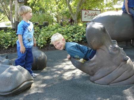 Boy being swallowed by Hippo