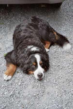 Leo the Bernese Mountain Dog