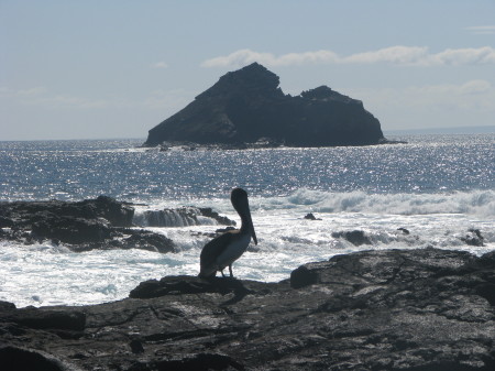 Brown Pelican - Galapagos
