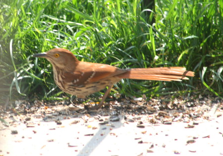 Brown Thrasher