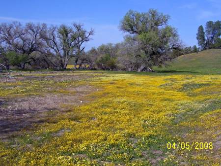 Central Coast Wild Flowers