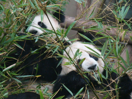 GIANT PANDA SANCTUARY CHENGDU, CHINA