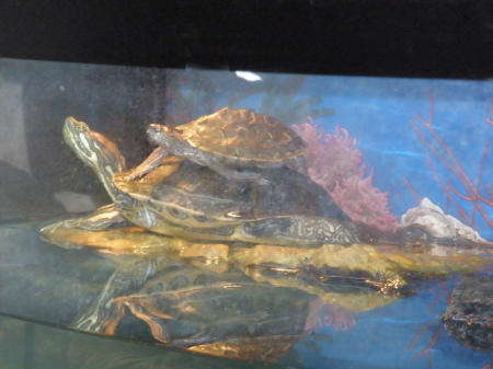 Turtles sunning