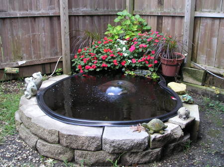 My pond in my backyard