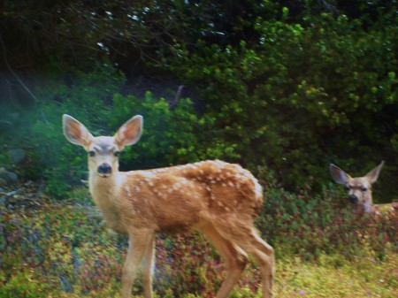 Carol Camacho's album, My new deer