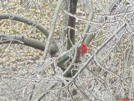 Winter Wonderland in Kentucky.