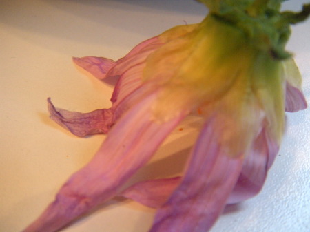 new camera dead flower