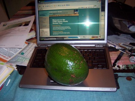 A Florida Avocado