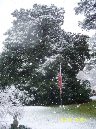 old glory against magnolia