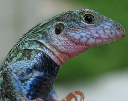 Texas Whiptail Lizard in Full Breeding Colors