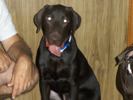 Tucker, our chocolate Lab