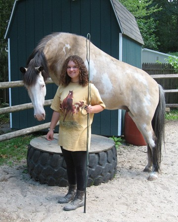 Mustang Horse