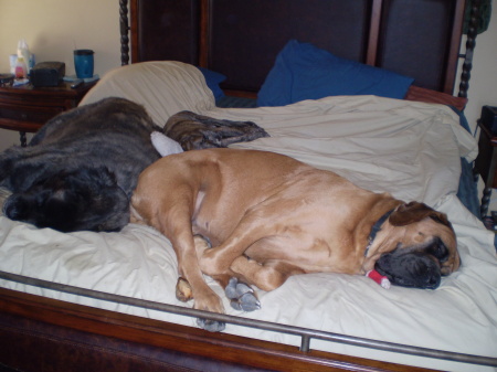 All 3 of our Mastiffs on our bed