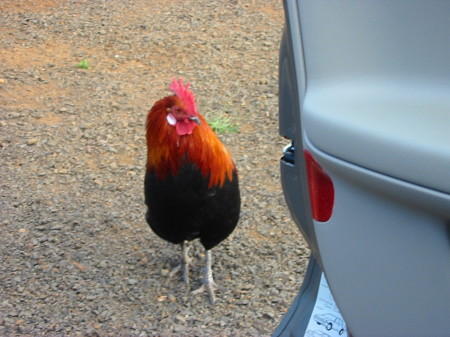 Crazy carjacking-hawaiian rooster!