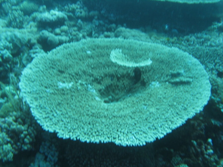 Table Coral, Great Barrier Reef