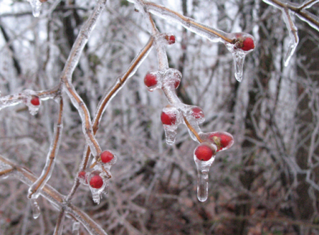 Berries in Ice