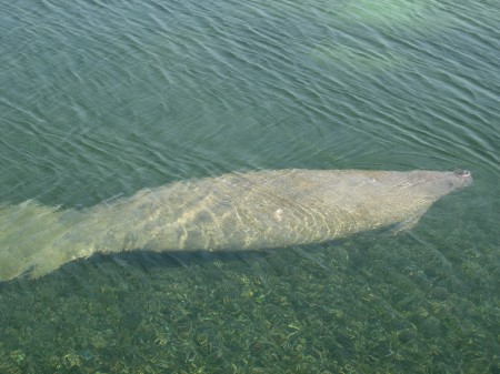Manatee by our bungalow