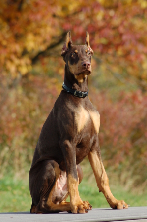 my 5 month old doberman pup - Gunnar