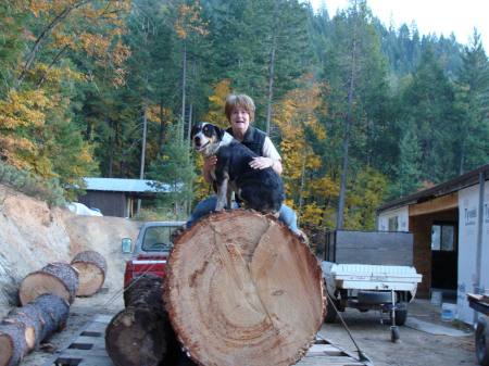 big log
