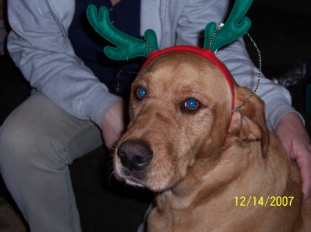 KC Pooch sporting Christmas antlers!