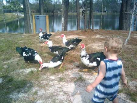 Caeden and the ducks