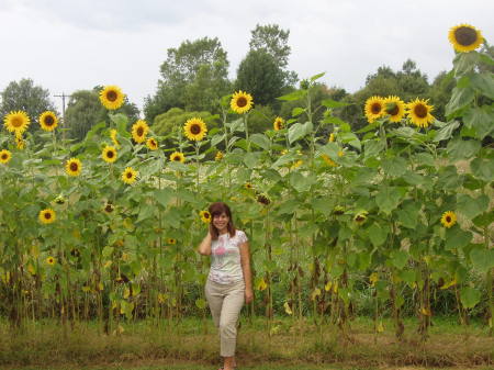 I love Sunflowers