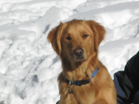 My dog enjoying the snow in Big Bear!