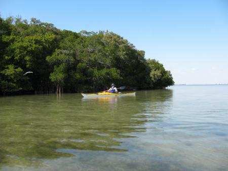 kayaking in tampa bay