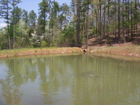 Pond last april