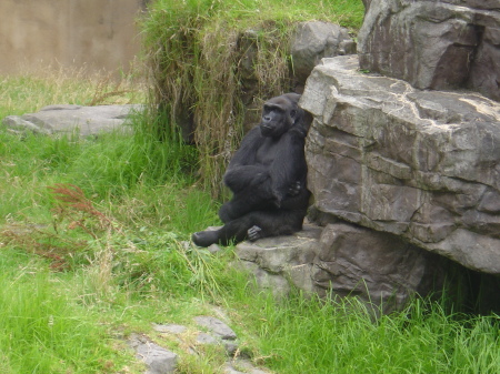 SF Zoo Visit