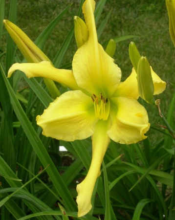 Daylily 'Risen Star'