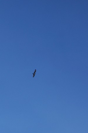 Bald Eagle in Mammoth