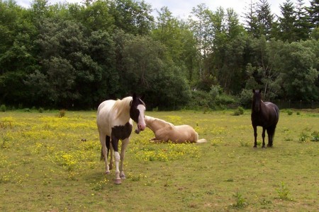 my three babies