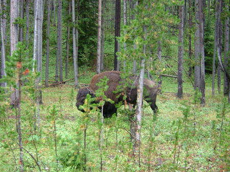 Tatanka