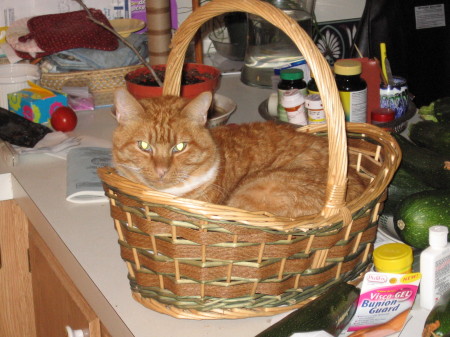 Max in the basket