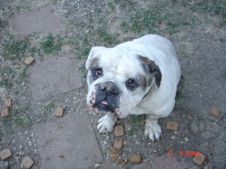 Bandit - Taken August 2, 2008