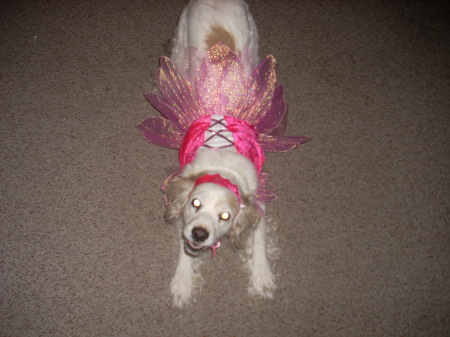 Princess Casey dog - Halloween 2008
