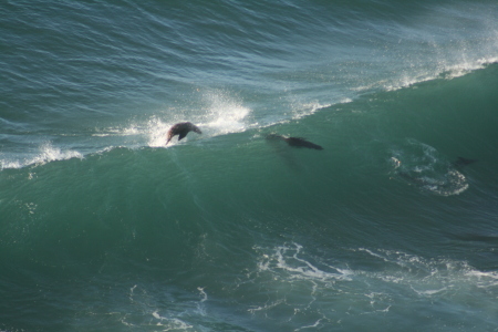 more Sea Lions Playing in the surf