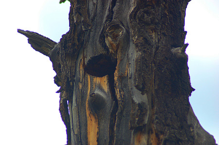 Mother Natures Bird House by Jodene Black