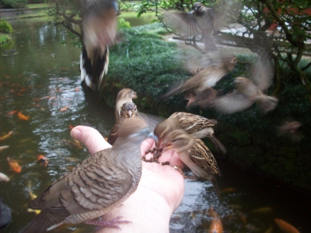 Lost 2010 Feeding the birds.