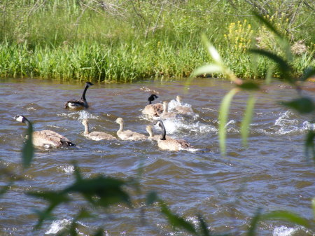 The geese family out back.