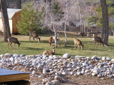 Our deer family out back.