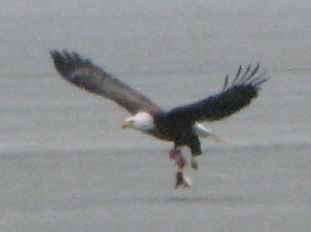 eagle on lake manawa